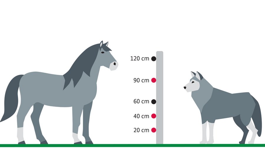 Herdenschutzzaun zwischen Pony und Wolf
