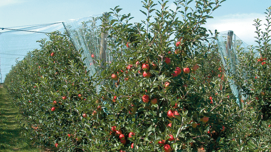 Apfelplantage mit roten Äpfeln und blauen Vliesnetzen über den Bäumen als Schutz vor Hagelschäden.