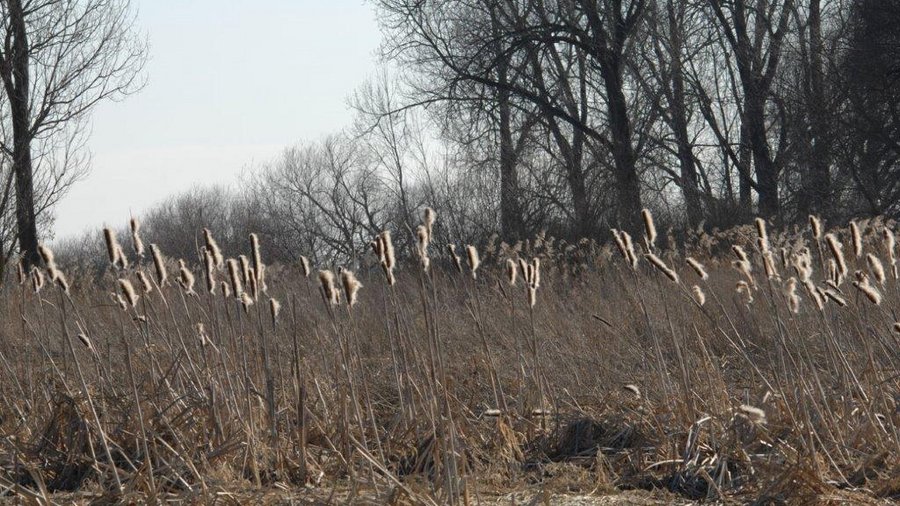 Schilf und kahle Bäume