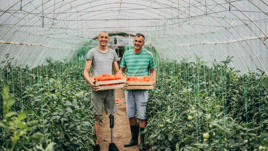 Bauer und ein Mitarbeiter mit Beinprothese, die Tomaten im Gewächshaus pflücken. Klick führt zu Großansicht im neuen Fenster.