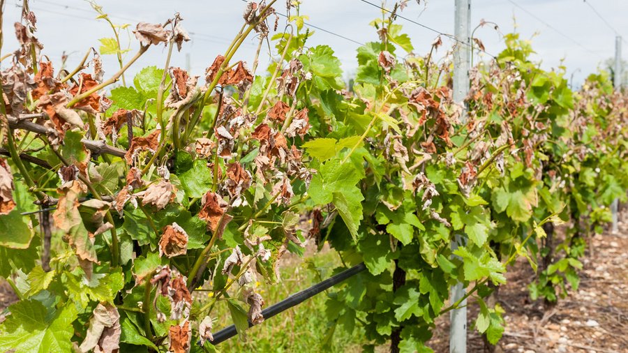 Vom Frost beschädigter Wein