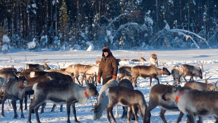 Schweden: Rentierhirte und Rentiere im Winter