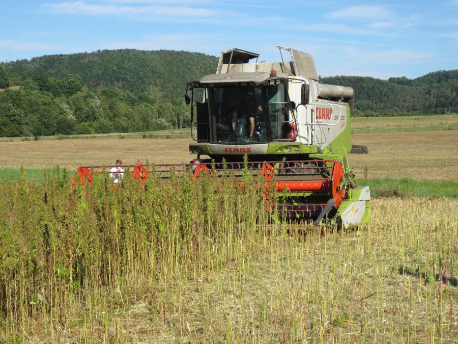 Ein Mähdrescher erntet Körnerhanf.