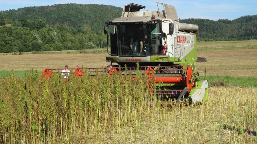 Ein Mähdrescher erntet Körnerhanf.