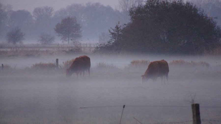 Zwei Kühe stehen hinter einem Zaun auf einer Weide und sind von starkem Nebel umgeben.