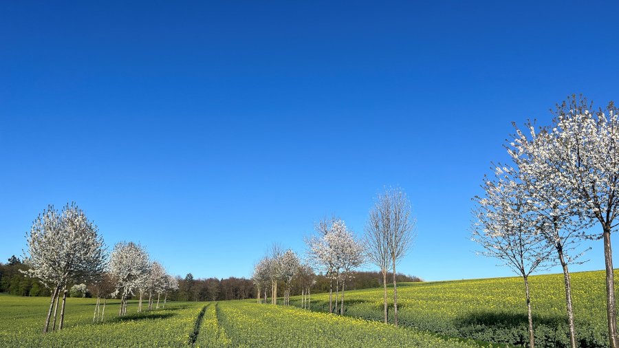 Ein Agroforstsystem mit Wertholzbäumen und Schalenobstbäumen in Baden-Württemberg.