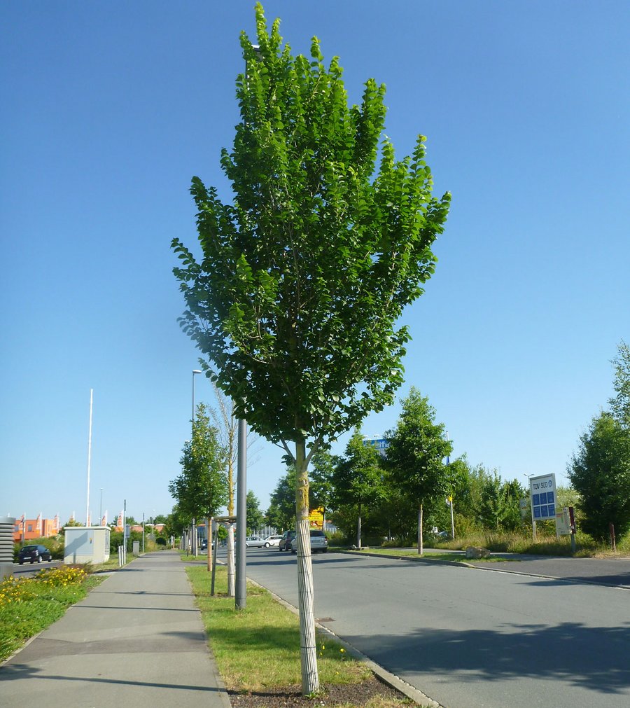Lobel-Ulme 