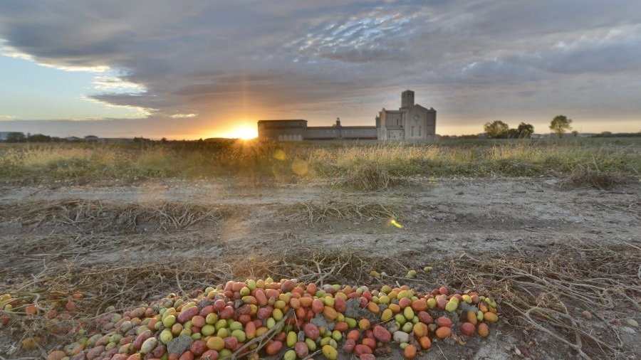 Zurückgebliebene Tomaten nach der Ernte, auf einem Tomatenfeld in Italien.