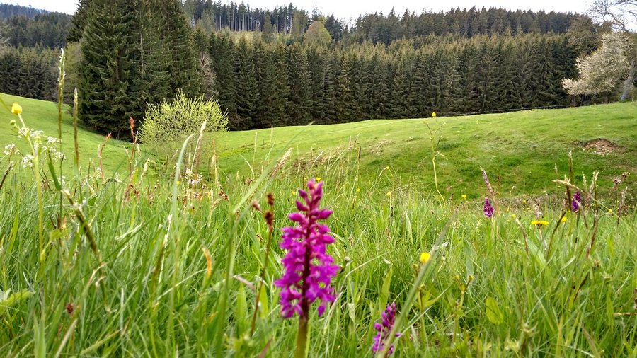 Wiese mit Knabenkraut im Hochwarzwald