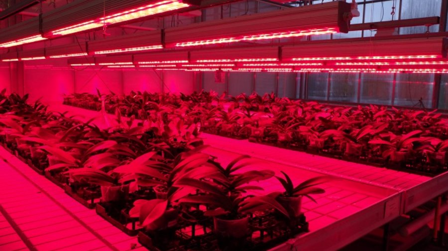 Hellrotes Licht über Zierpflanzen in einem Gewächshaus, erzeugt von LED-Leuchten.