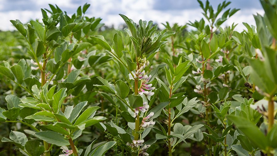 Nahaufnahme von einigen Ackerbohnen-Pflanzen am Rand eines Feldes.