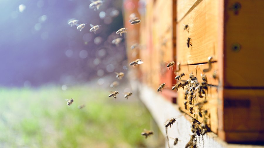 Bienen fliegen einen Bienenstock an.