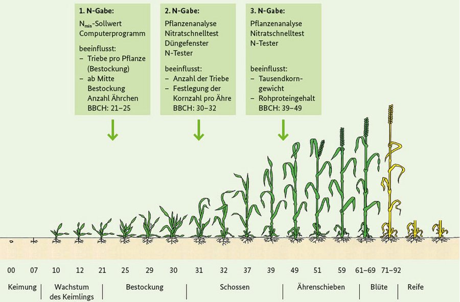 Vornehmlich bei Getreide ist es üblich, die Düngung über mehrere Teilgaben zu verabreichen. Um die Düngung zeitlich wie mengenmäßig optimal auf den Bedarf der Pflanze abzustimmen, bietet es sich an, mehrmals im Vegetationsverlauf den aktuellen Stickstoffbedarf zu ermitteln. Zur genauen Festlegung des Zeitpunktes und der Höhe einer Kopfdüngung können zahlreiche Hilfsmittel wie Düngefenster, Pflanzenanalysen, Schnelltests oder auch ein Prognoseprogramm herangezogen werden.  Ist zum Beispiel die Stickstoffnachlieferung höher als zunächst angenommen, kann Stickstoff entsprechend eingespart werden, ebenso bei ungünstigem Witterungsverlauf. Auf den früher üblichen "Sicherheitszuschlag" bei der Stickstoffdüngung, der gegebenenfalls den Stickstoffsaldo in die Höhe treiben würde, kann auf diese Weise verzichtet werden.   Grafik: Übersicht über Methoden zur Bestimmung des aktuellen Stickstoffbedarfs eines Winterweizenbestands und Auswirkungen der jeweiligen Düngergaben auf das Pflanzenwachstum.