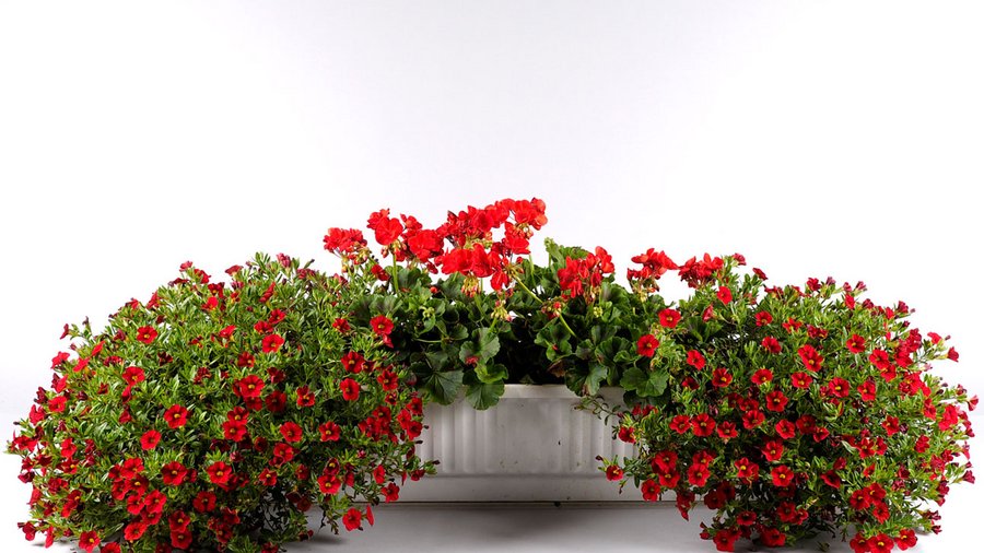 Pelargonien und Calibrachoa in einem torffreien Substrat aus Kokos, Rindenhumus, Holzfaser und Ton