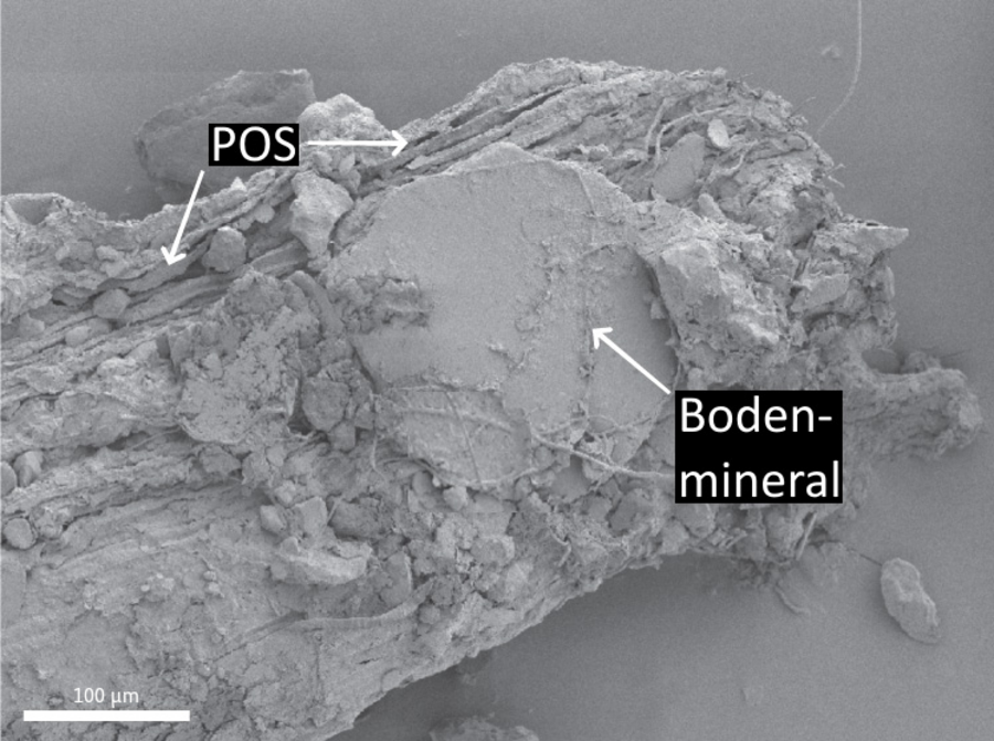 Partikuläre organische Substanz pflanzlicher Herkunft mit angelagertem Bodenmineral.
