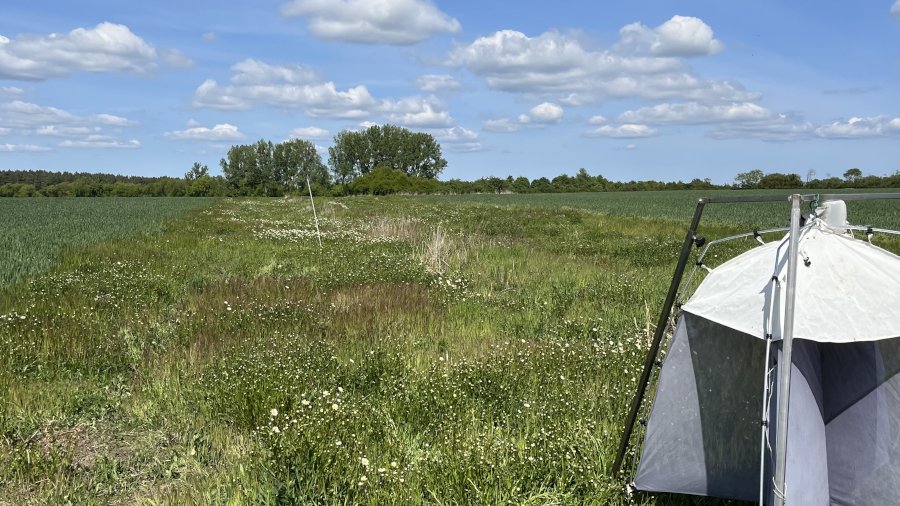 Landschaftsaufnahme eines Insektenwalls, im Vordergrund steht eine Malaise-Falle.