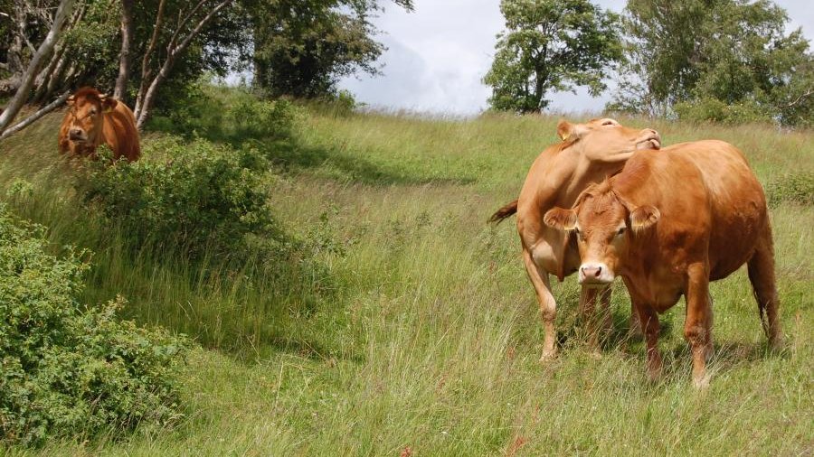 Rinder auf Grünland