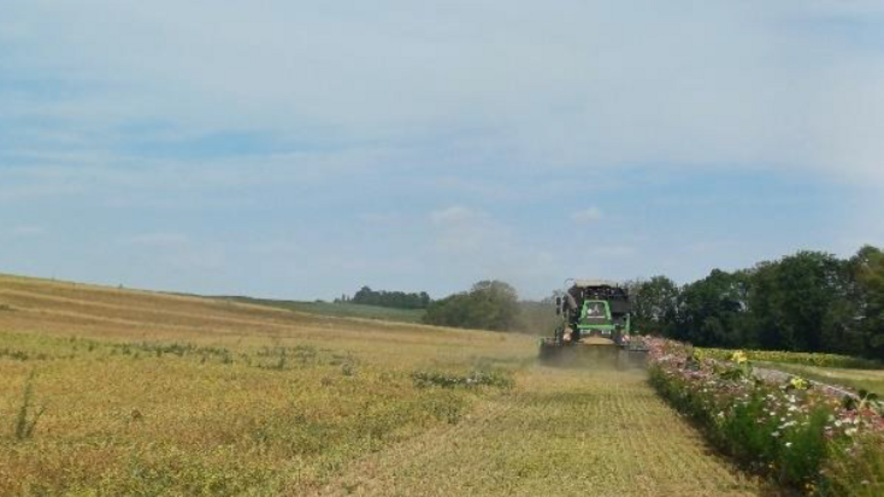 Kichererbsen aus der Weinbauregion: Praxis-Agrar