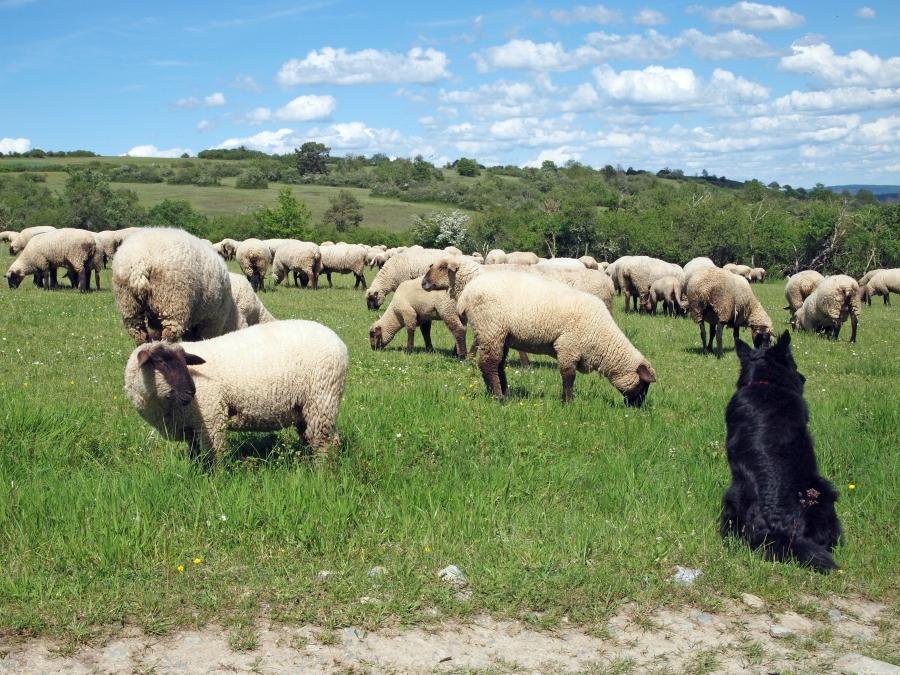 Schafe mit Hütehund