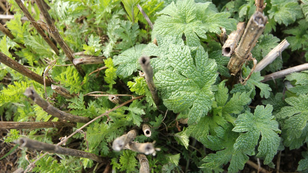 Frisches Grün zwischen getrockneten Stielen der aus dem Vorjahr.