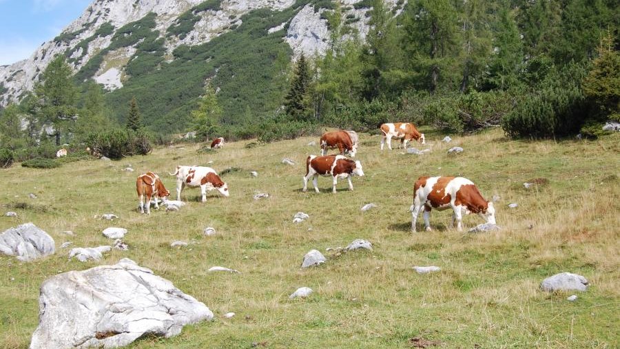 weidende Kühe in Alpenlandschaft