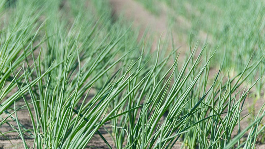 Schnittlauchpflanzen auf dem Feld