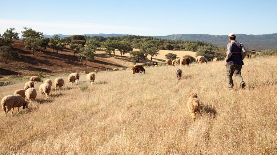 Spanien: Ein Hirte mit seiner Schafherde, Sierra de Gata, Cáceres, Extremadura