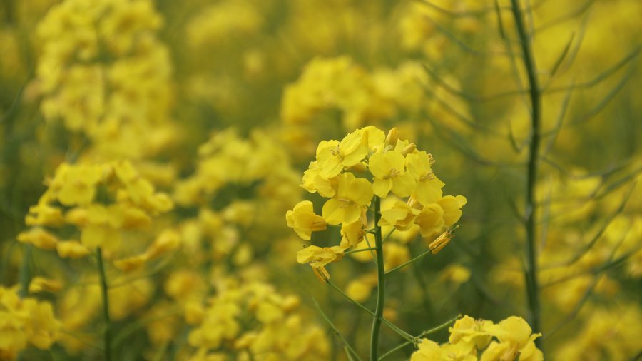 Raps in voller Blüte.