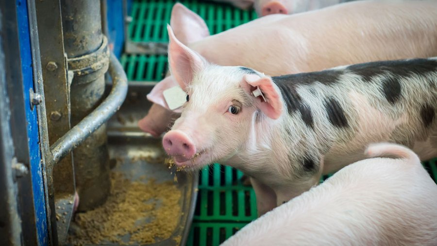 Auch in der Fütterungspraxis gibt es Möglichkeiten, die Düngebilanz zu verbessern. So lassen sich heute stickstoff- und phosphorreduzierte Fütterungsverfahren in der Schweinhaltung umzusetzen, ohne die Mastleistung dabei zu verschlechtern. Durch umweltschonende Fütterungsstrategien lassen sich bis zu 30 Prozent des Stickstoff- und Phosphorgehaltes in der Schweinegülle reduzieren. 
