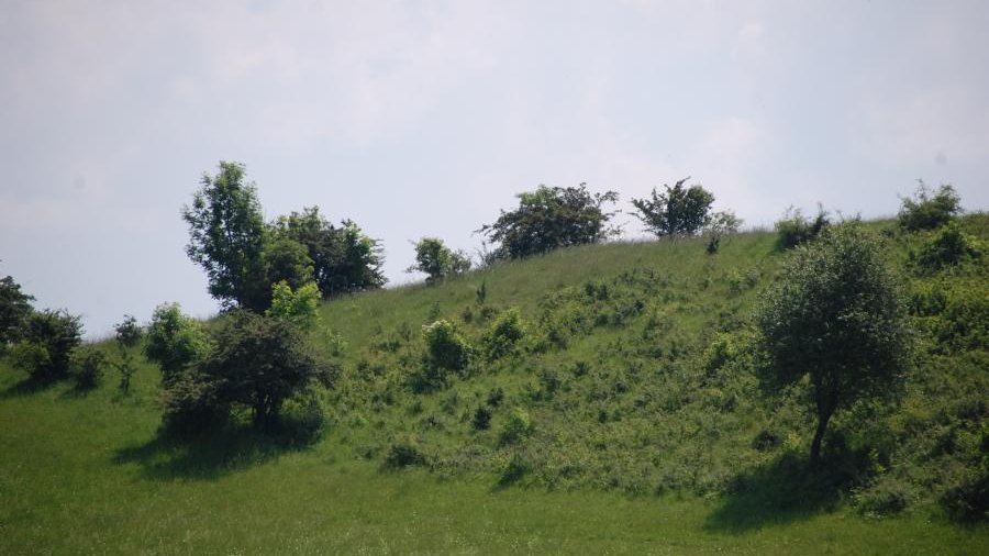 Verbuschung von Grünland