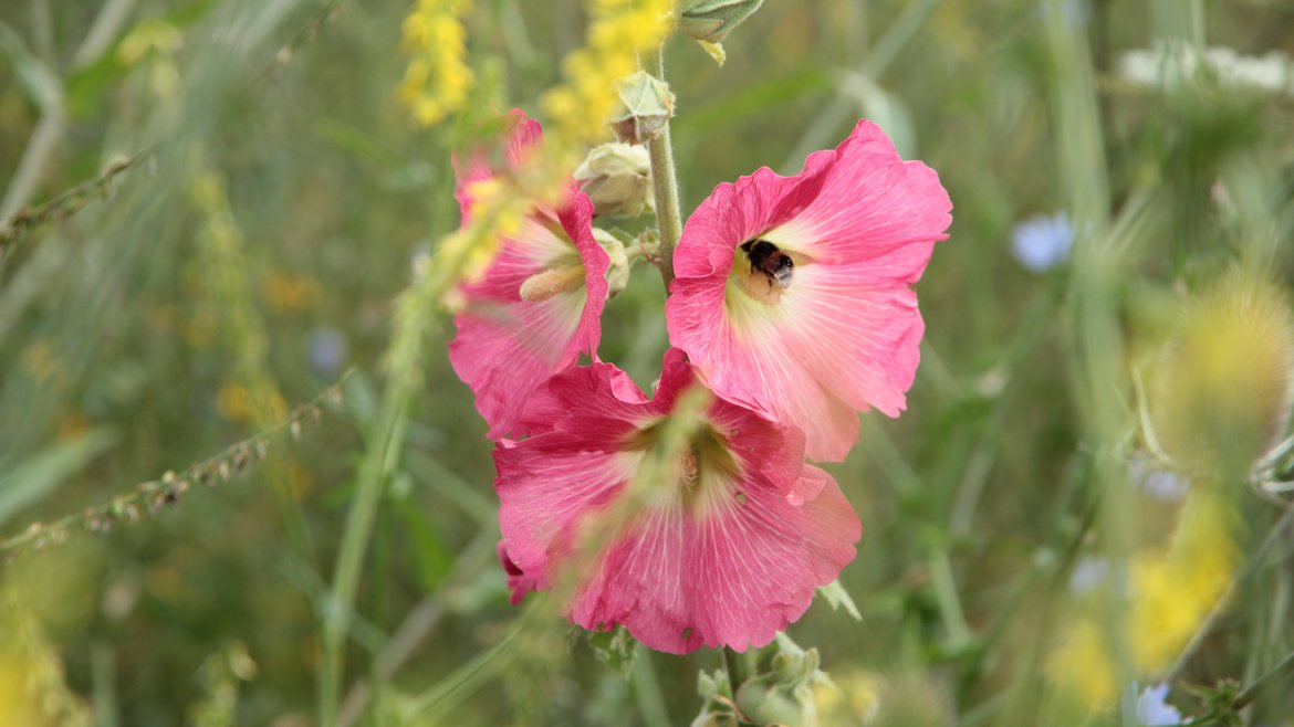 Hummer beim Anflug in die Blüte einer Stockrose.
