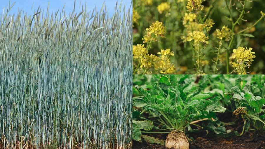 Bildercollage aus Winterroggen, Senf und Zuckerrübe.