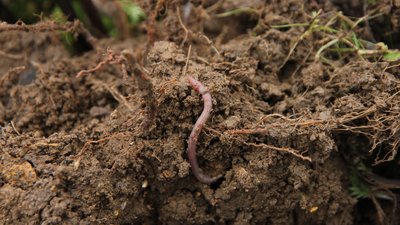Regenwurm in Erdballen mit Wurzeln