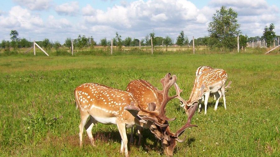 Äsende Damwildhirsche auf einer Weide