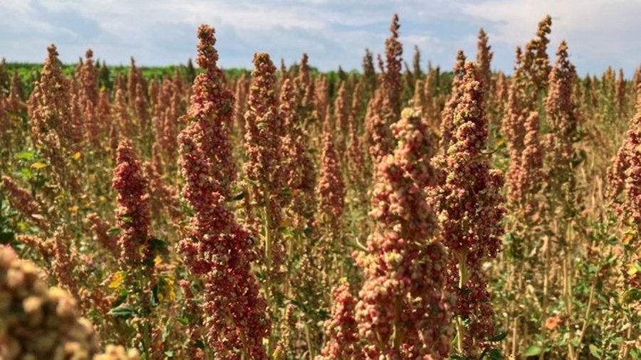 Quinoa in Blüte