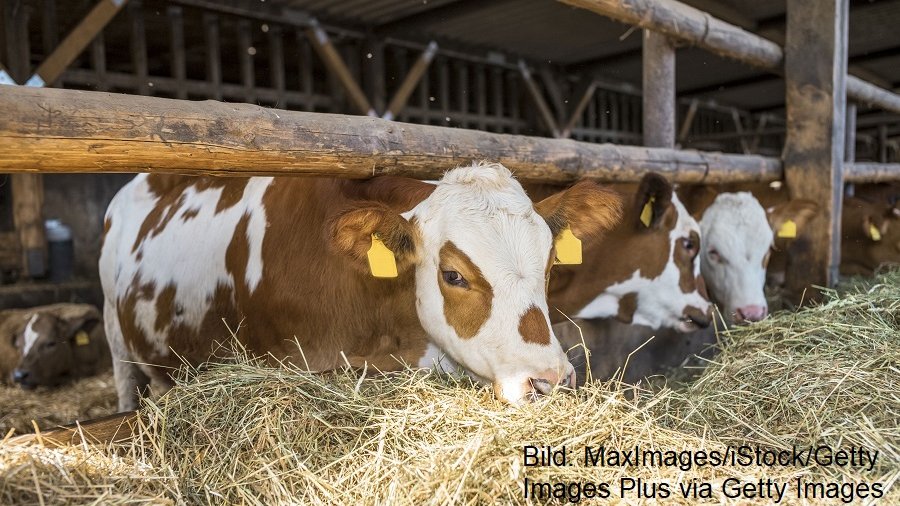 Kühe im Stall fressen Heu