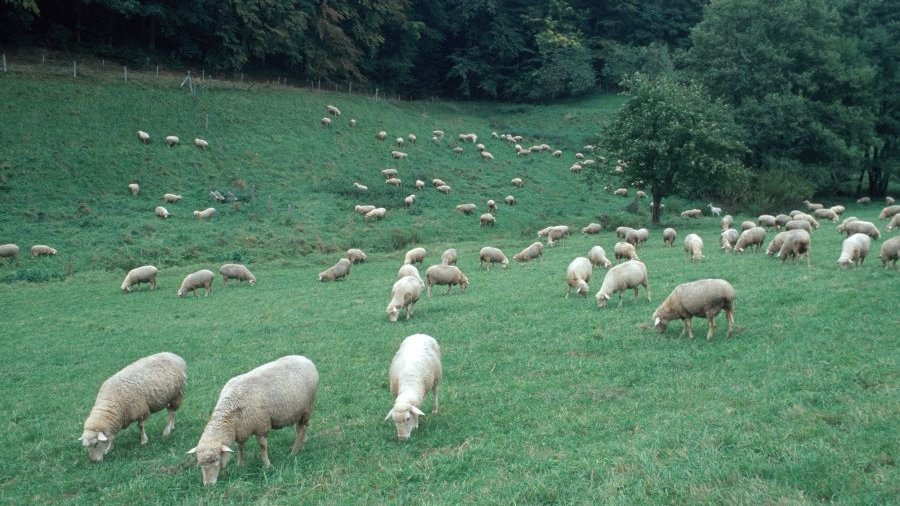 weidende Schafe