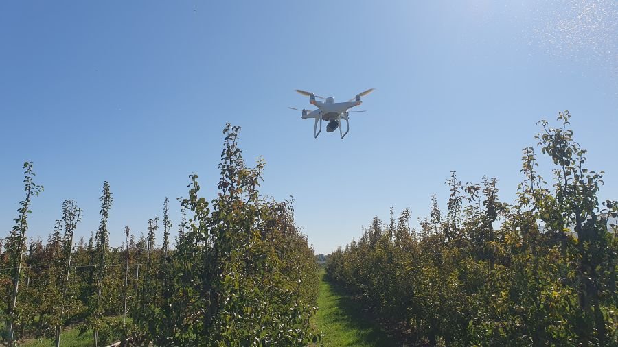 Eine Drohne fliegt dicht über Obstbäume in einer Plantage.