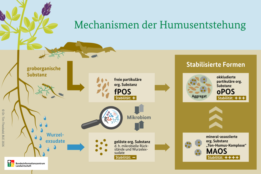 Flussdiagramm der im Text beschriebenen Pfade zur Stabilisierung von organischer Substanz im Boden als okkludierte partikuläre organische Substanz und mineral-assoziierte organische Substanz.