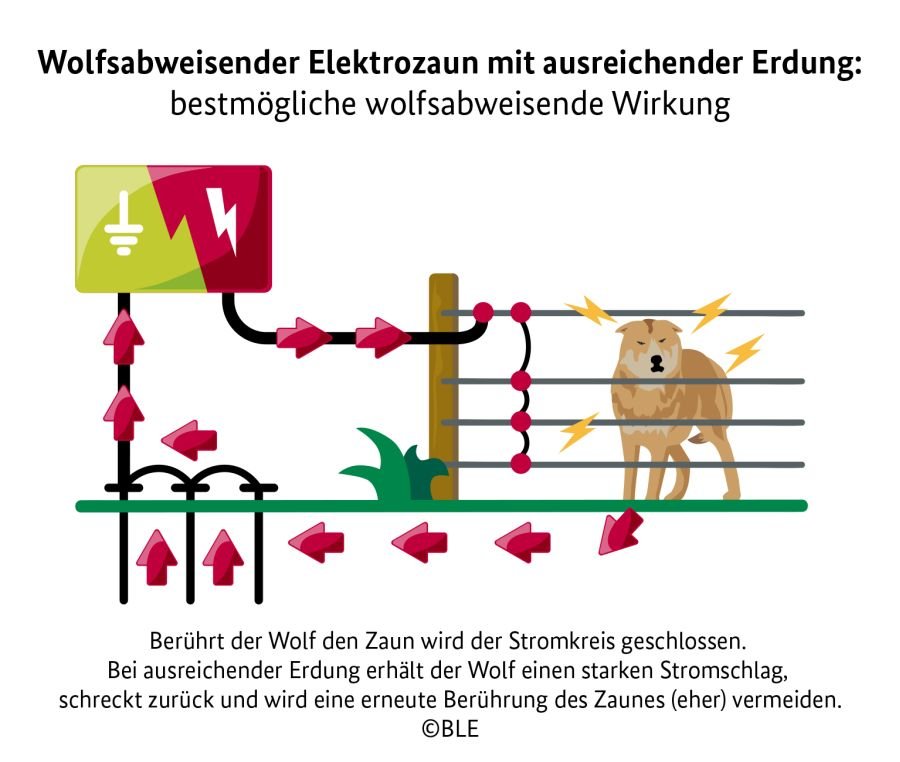 Schematische Darstellung eines wolfsabweisenden Elektrozauns mit unzureichender Erdung. Dargestellt ist ein Wolf, der den Zaun berührt und sehr abgeschreckt wirkt (dargestellt durch große Blitze und seine ängstliche Körperhaltung)