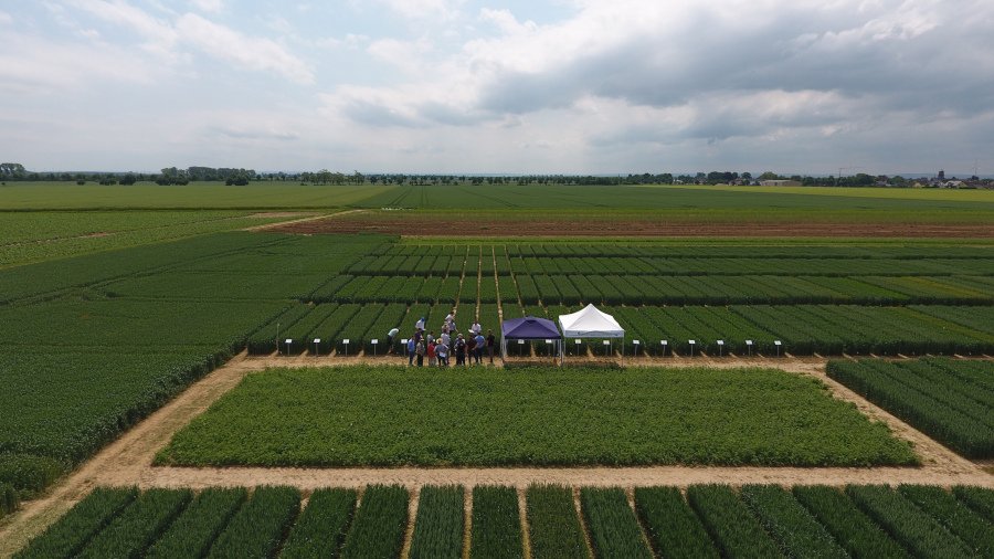 Es sind verschieden große Parzellen zu sehen.