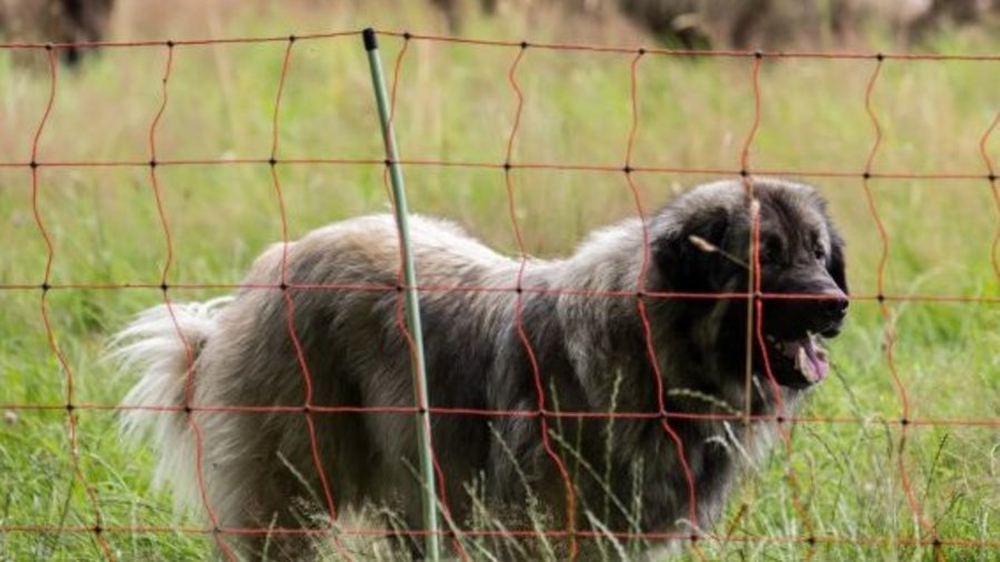 Herdenschutzhund hinter Elektronetzzaun