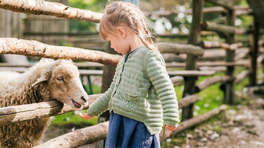 Ein kleines Mädchen füttert ein Schaf durch einen Holzzaun.