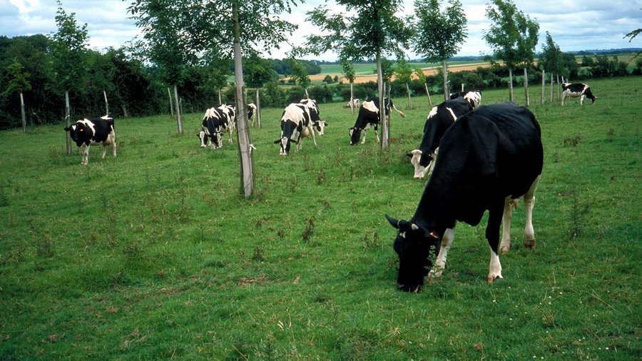 Kühe auf der Weide, dazwischen sind Bäume geplanzt