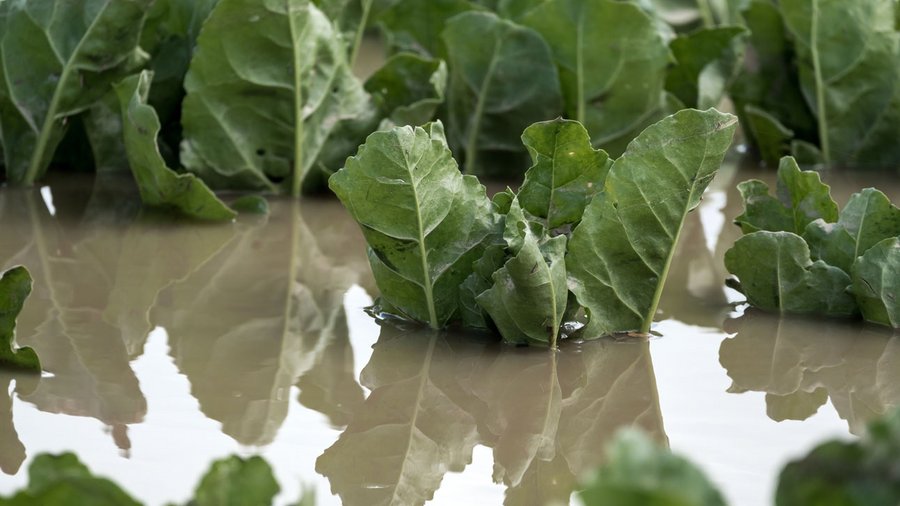 Zuckerrüben auf einem Feld nach Unwetter überflutet