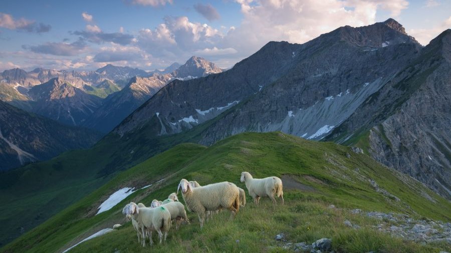 Österreich: Schafherde in den lechtaler Alpen