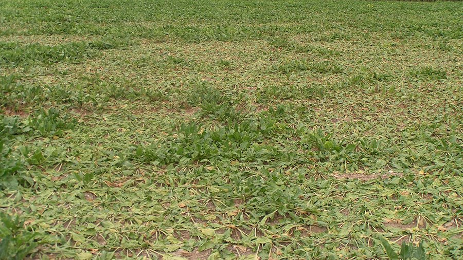 Befallsherde von Rübenzystennematoden in Zuckerrüben.