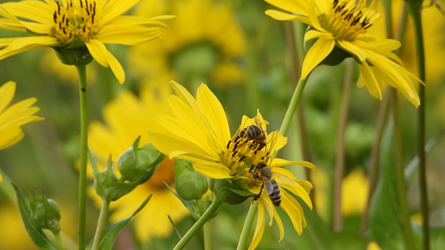 Zwei Bienen sitzen auf einer gelben Silphienblüte.