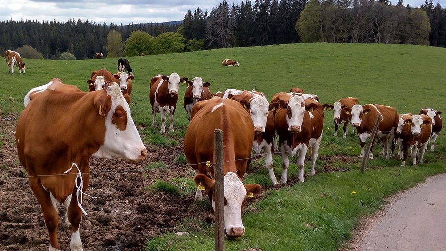 Vorderwälder Rinder auf Weide