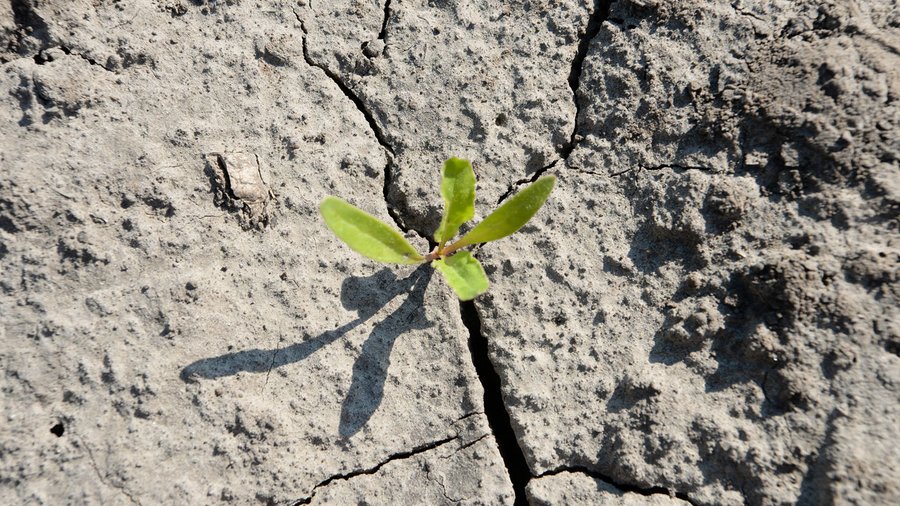 Eine junge Zuckerrübe in Nahaufnahme.  Neben der Pflanze sind Trockenrisse im Boden zu erkennen.